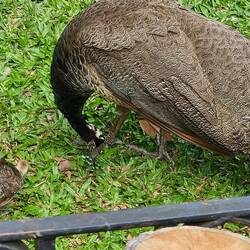 Baby peacock displaying his little tail.