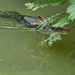 Water monitor in the gardens. Hard to get scale here, but he was over 6' long.