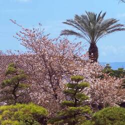 Cherry blossoms!