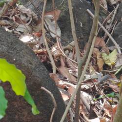 Hier versteckt sich ein Tier