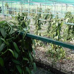 A vanilla pod plantation