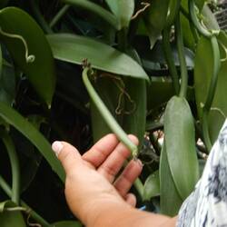 A vanilla pod picked when yellow