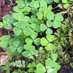 Every now & then I just like a little creative photography. Droplets on cloverleaves.☘️