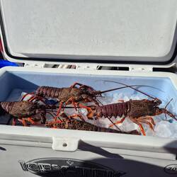 Am letzten Tag haben sie noch Crayfish gefangen