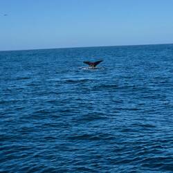 Ab zu den Calamari in 1000m Tiefe