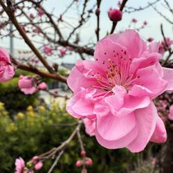 So langsam geht es los, die diesjährige Kirschblüte werden wir aber um 2 Tage verpassen