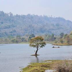 Auch mal ein lebendes Bäumchen im Wasser