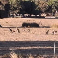 Quelques bébêtes sauteuses nous accompagnent