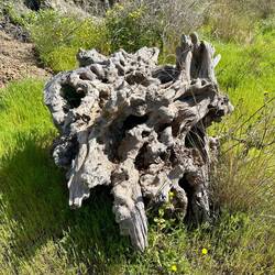 Old olive stump