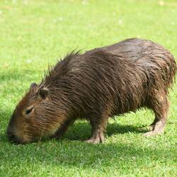 Carpincho oder XXL-Meerschwein