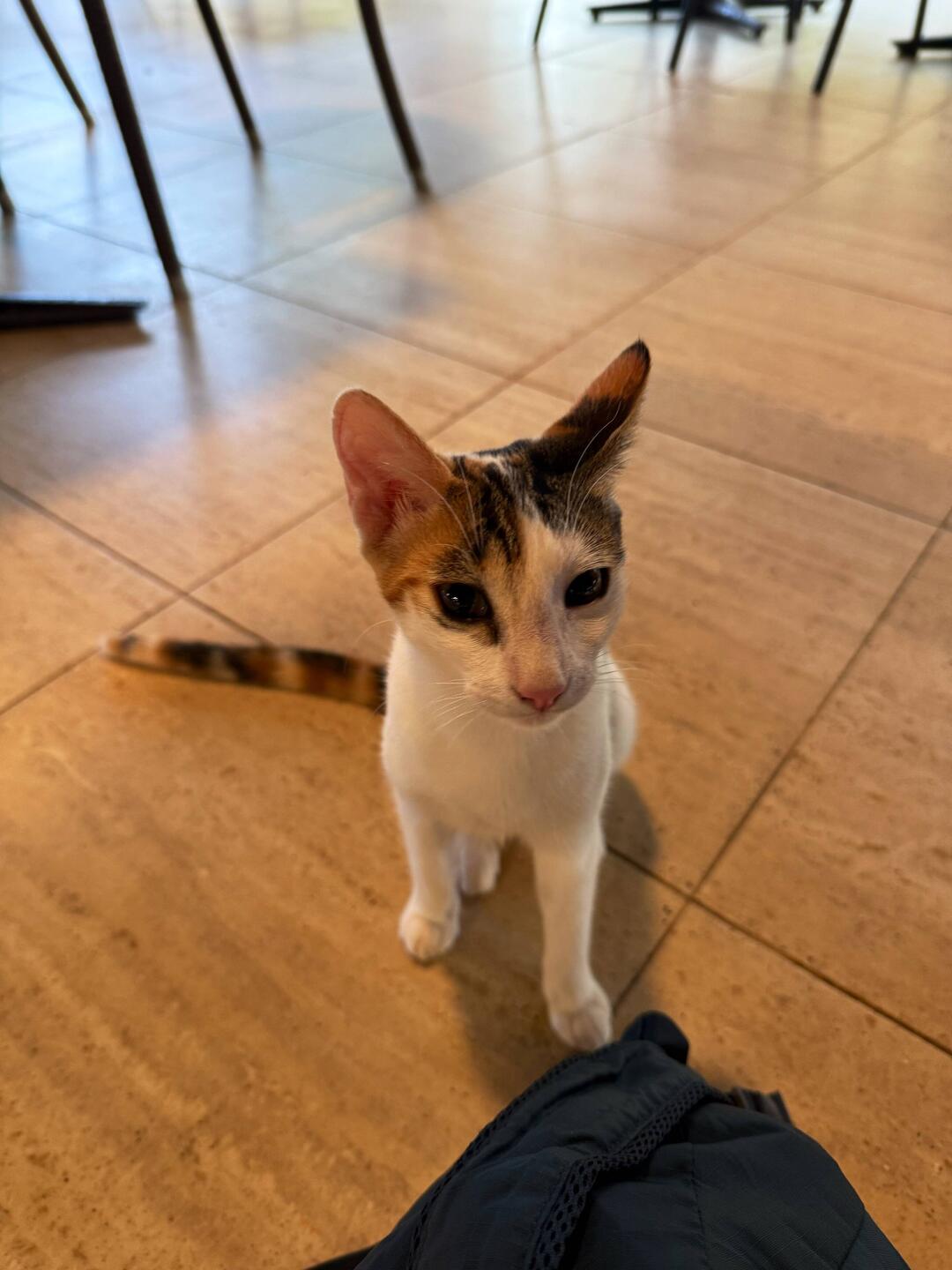 Cat who visits at breakfast time