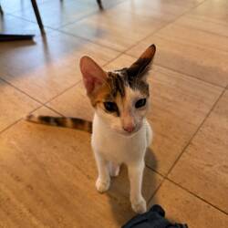 Cat who visits at breakfast time