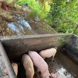 Piggery at Nate's place