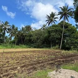 Taro growing