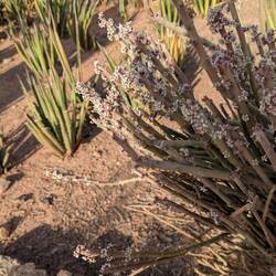 Another different plant