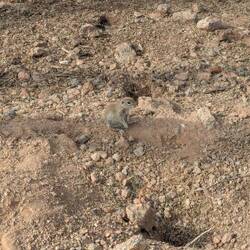His friends were eating in a tree top nearby.