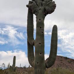 Crested saguaro. This is a genetic defect. Not many in the world.