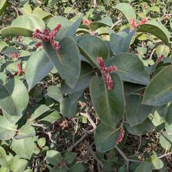 One unique shrub. They make wax from the flowers. Really sticky.