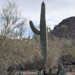 A great perch for this bird