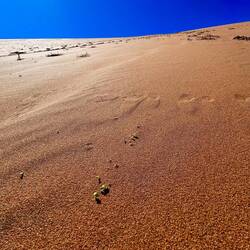 Trotz den Bedingungen wächst an einer der höchsten Sanddünen etwas Grün