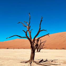 Die abgestorbenen Kameldornbäume sind etwa 500 bis 900 Jahre alt.