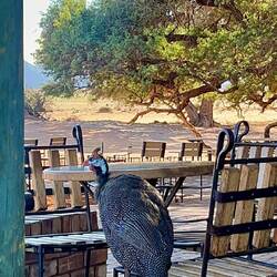 Gefiederte Gäste am Morgen