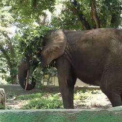 Nun wurde der Elefant gefüttert