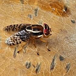 Thai fly