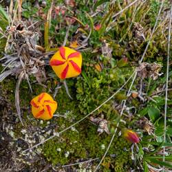 Mini-Blumen