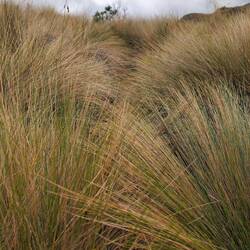 Das typische Tundragras