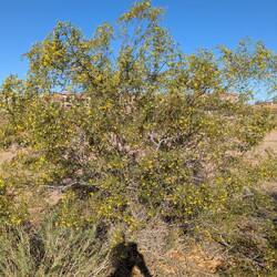 Blue Palo Verde
