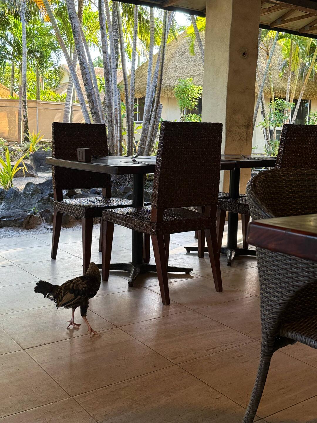 Free range chicken at breakfast