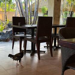 Free range chicken at breakfast