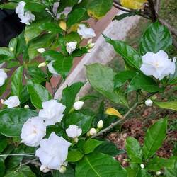 Unsere kleinen Vorgärten sind von Sträuchern Arabischen Jasmins (Jasminum sambac) umhegt