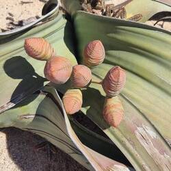 Welwetschia weiblich benannt nach dem österreichischen Biologen Friedrich Welwitsch, bis 1000 Jahre