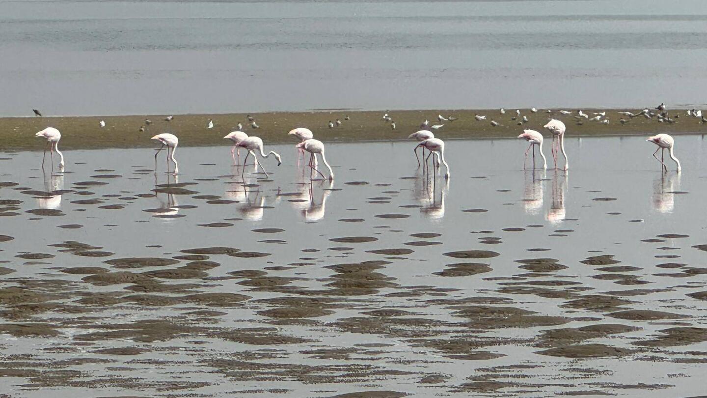 Flamingos in der Lagune