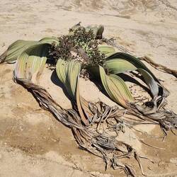 Welwetschia männlich! Diese Pflanze wächst nur in der Wüste Namib