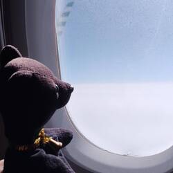 auch Teddy hat Spass am Flug.