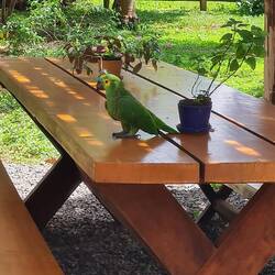 ... mit Papageibegleitung.