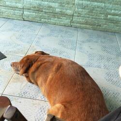 Hund der Hotelbesitzerin