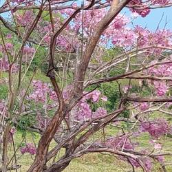 Tabebuia rosea = Rosa Poui = Rosiger Trompetenbaum