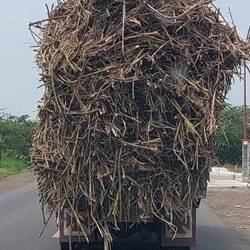So wird die Ernte transportiert