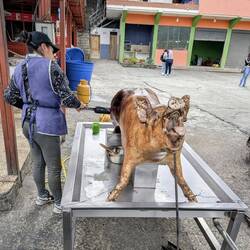 Ecuadorianische Spezialität: Schweinehaut