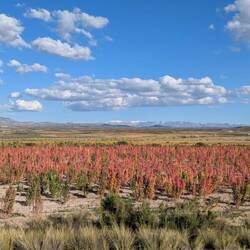 We passed many quinoa fields