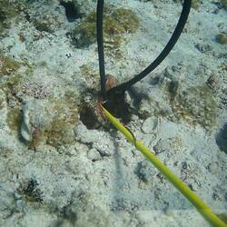 Octopus, grabbing my pole.