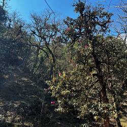 Es ist der Beginn der Rhododendronzeit 😍