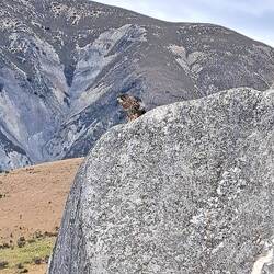 There was this beautiful little Hawk sitting on this rock...