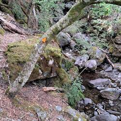 The trail initially had some interesting terrain...