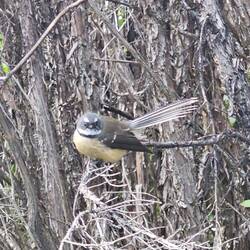 This fine little feathered friend fluttered around us making a clear pic of him really tough.