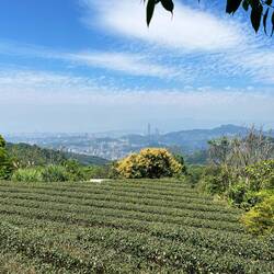Tea fields